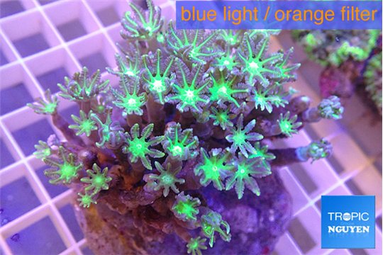 Clavularia papaya orange green 8-12 cm WYSIWYG acclimaté