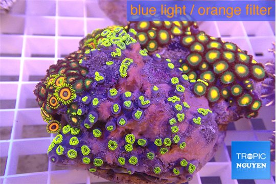 Zoanthus garden mix color 8-12 cm WYSIWYG acclimaté