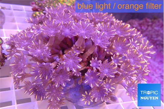 Clavularia papaya orange 8-12 cm WYSIWYG acclimaté