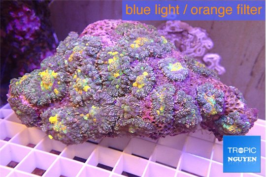 Rhodactis purple magma 8-14 cm WYSIWYG acclimaté