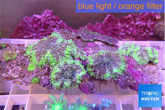 Ricordea yuma purple green 9-13 cm WYSIWYG acclimaté