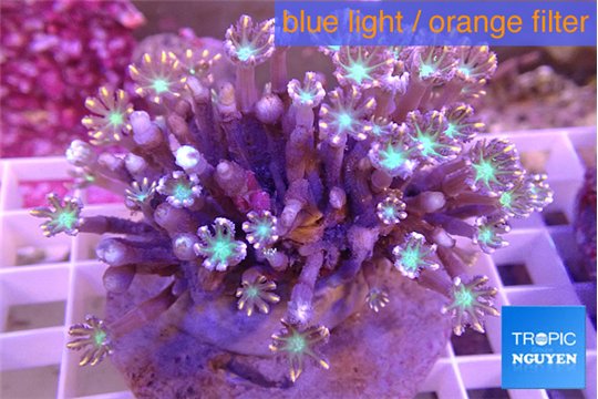 Clavularia papaya orange green 8-12 cm WYSIWYG acclimaté