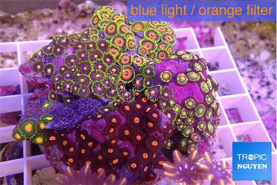 Zoanthus garden mix color 8-12 cm WYSIWYG acclimaté