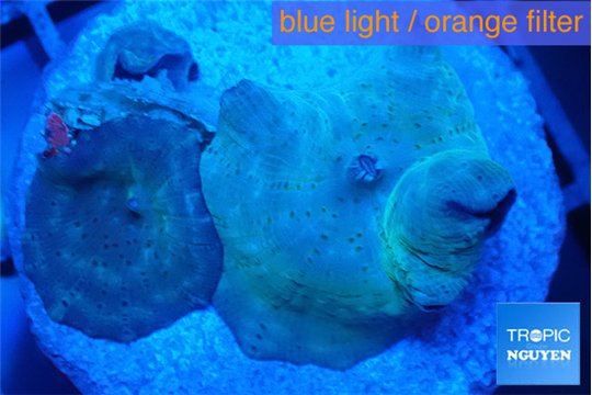 Discosoa depp blue avatar 3 polyps WYSIWYG acclimaté