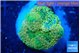 Ricordea floridae green 1 polyp WYSIWYG acclimaté
