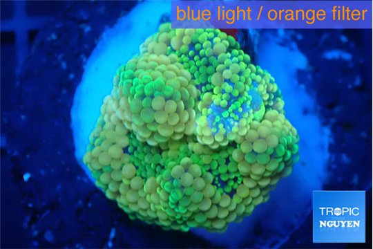 Ricordea floridae green 1 polyp WYSIWYG acclimaté