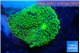 Ricordea floridae green 1 polyp WYSIWYG acclimaté
