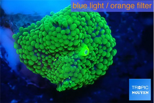 Ricordea floridae green 1 polyp WYSIWYG acclimaté
