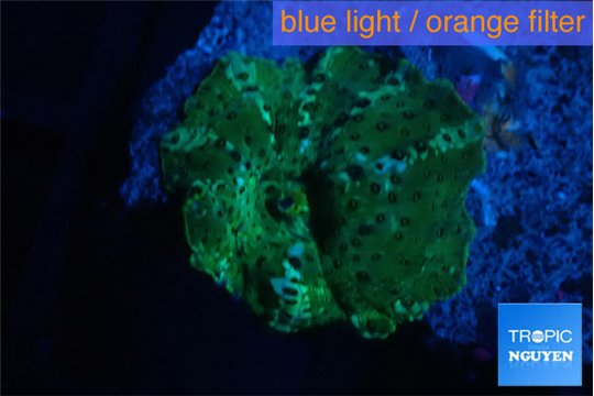 Discosoma green & blue line 1 polyp WYSIWYG acclimaté