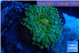 Ricordea yuma green 1 polyp WYSIWYG acclimaté
