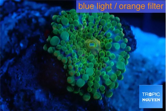 Ricordea yuma green 1 polyp WYSIWYG acclimaté