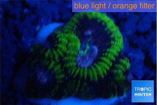 Favia space monkey 2-3 cm WYSIWYG acclimaté