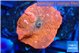 Discosoma red fire 1 polyp WYSIWYG acclimaté