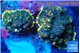 Rhodactis golden blue Tonga 2 polyps WYSIWYG acclimaté
