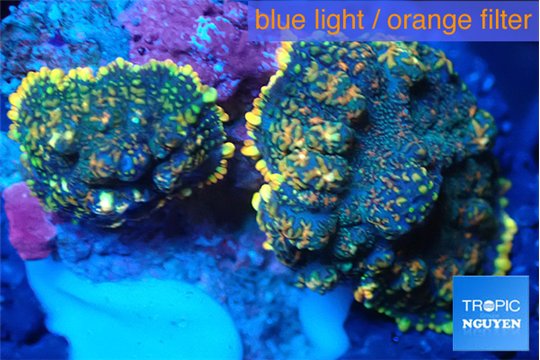 Rhodactis golden blue Tonga 2 polyps WYSIWYG acclimaté