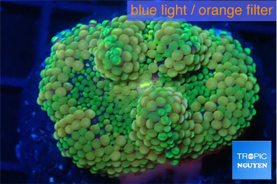 Ricordea floridae green gold 1 polyp WYSIWYG acclimaté