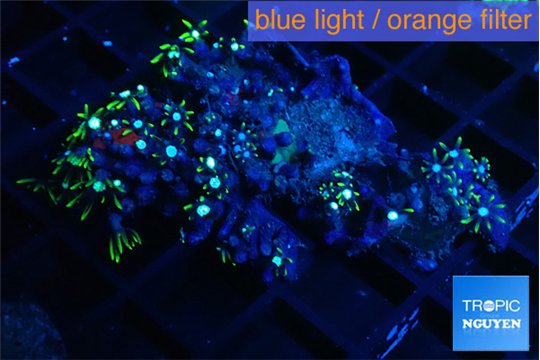 Pachyclavularia neon green 5-7 cm WYSIWYG acclimaté