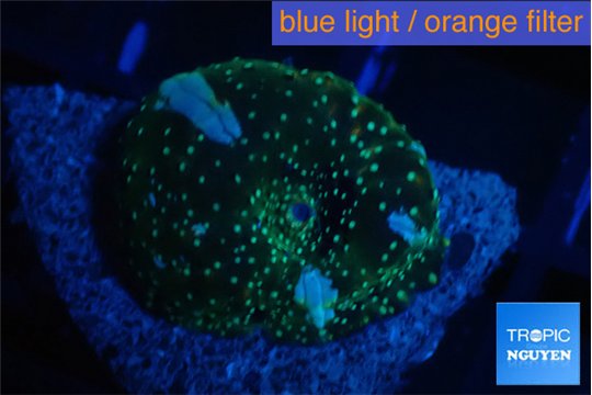 Discosoma watermelon flame 1 polyp WYSIWYG acclimaté