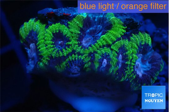 Favia space monkey 2-4 cm WYSIWYG acclimaté