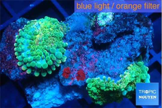 Ricordea yuma green 2 polyps WYSIWYG acclimaté