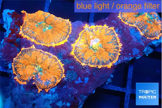 Rhodactis red blue superman 4 polyps WYSIWYG acclimaté