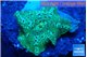 Discosoma green flame 1 polyp WYSIWYG acclimaté