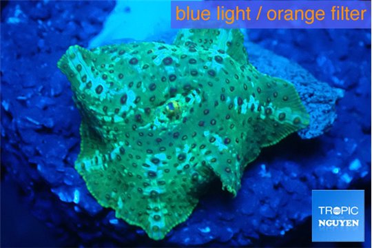 Discosoma green flame 1 polyp WYSIWYG acclimaté