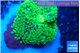Ricordea floridae green 1 polyp WYSIWYG acclimaté