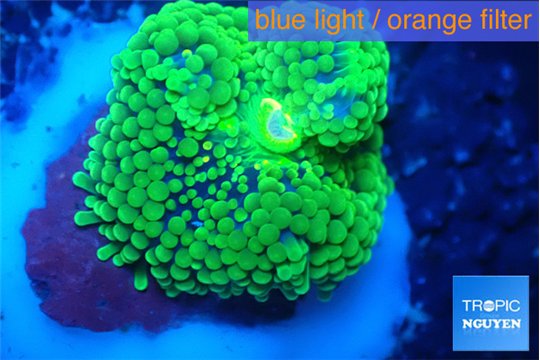 Ricordea floridae green 1 polyp WYSIWYG acclimaté