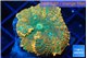 Rhodactis green fire forest 1 polyp WYSIWYG acclimaté