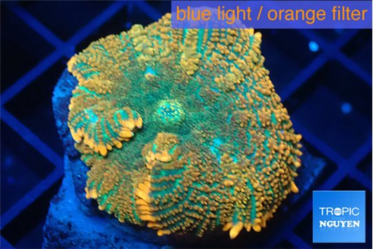 Rhodactis green fire forest 1 polyp WYSIWYG acclimaté