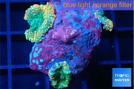 Rhodactis green fire forest 3 polyps WYSIWYG acclimaté
