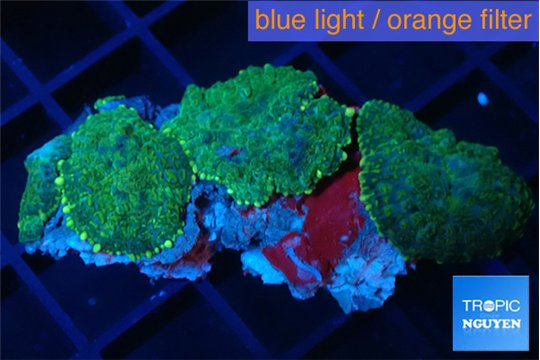 Rhodactis green purple 4 polyps WYSIWYG acclimaté