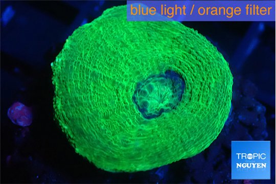 Moseleya green 3-5 cm WYSIWYG acclimaté