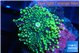 Ricordea yuma green 1 polyp WYSIWYG acclimaté