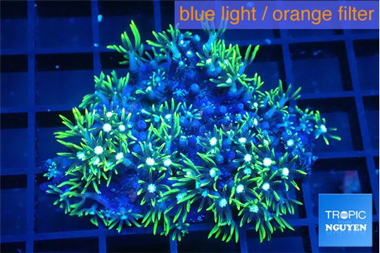 Pachyclavularia neon green 3-5 cm WYSIWYG acclimaté