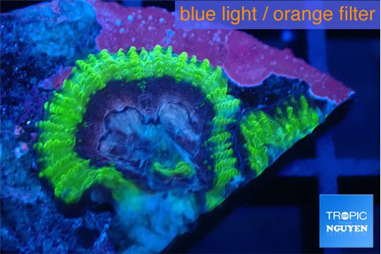 Favia space monkey 2 cm WYSIWYG acclimaté