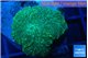 Rhodactis green 1 polyp WYSIWYG acclimaté