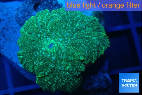 Rhodactis green 1 polyp WYSIWYG acclimaté