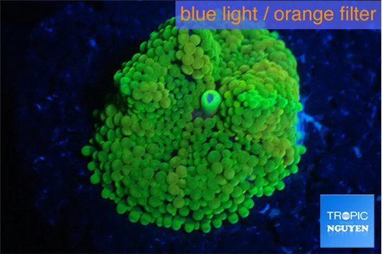 Ricordea floridae green 1 polyp WYSIWYG acclimaté