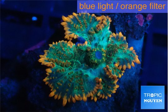 Rhodactis green fire forest 1 polyp WYSIWYG acclimaté