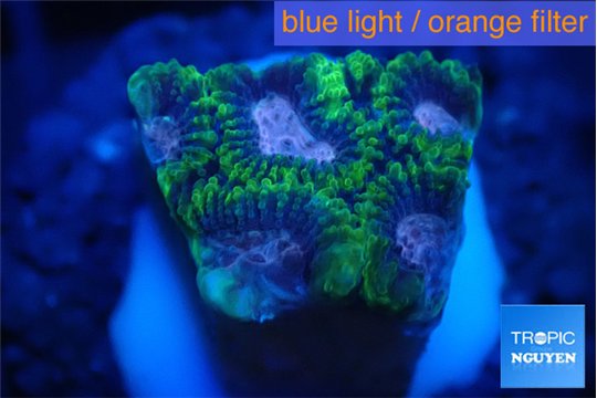 Favia space monkey 2-4 cm WYSIWYG acclimaté