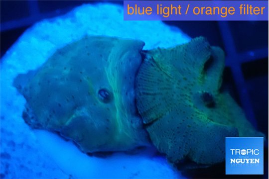 Discosoma deep blue avatar 2 polyps WYSIWYG acclimaté