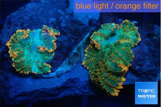 Rhodactis green fire forest 2 polyps WYSIWYG acclimaté