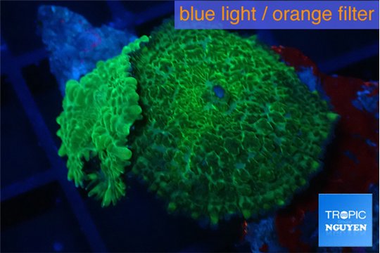 Rhodactis green 2 polyps WYSIWYG acclimaté