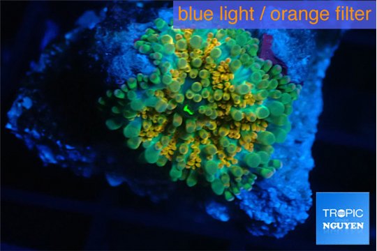 Ricordea yuma orange green 1 polyp WYSIWYG acclimaté