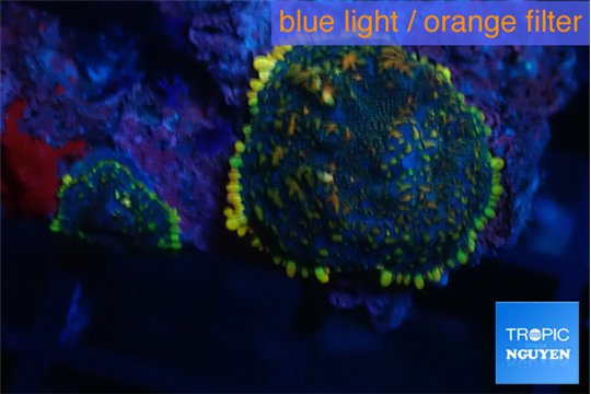 Rhodactis golden blue Tonga 2 polyps WYSIWYG acclimaté