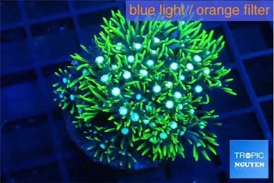 Pachyclavularia neon green 3-5 cm WYSIWYG acclimaté