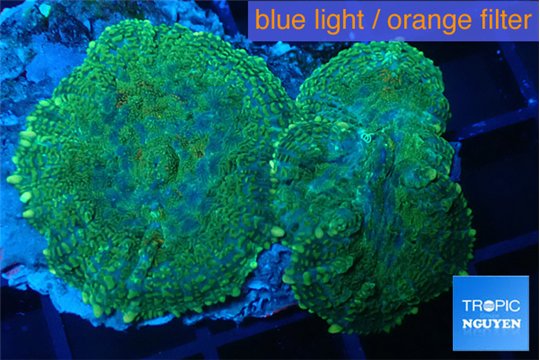 Rhodactis green purple 2 polyps WYSIWYG acclimaté