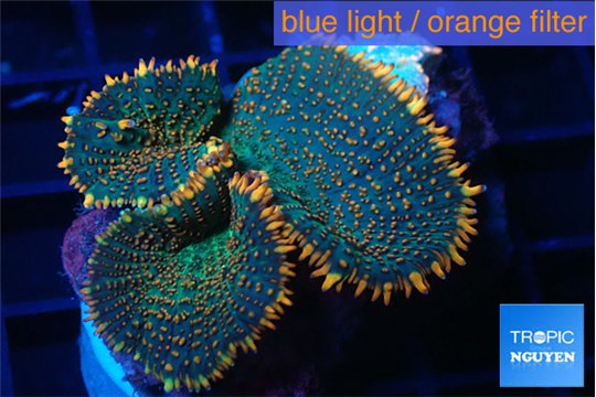 Rhodactis green fire forest 3 polyps WYSIWYG acclimaté